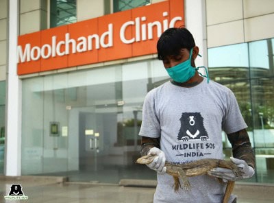 3-ft long monitor lizard, 5-ft long cobra rescued in Agra