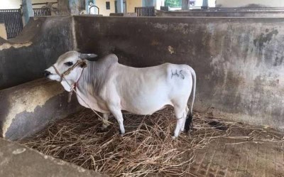 Andhra's 'Mission Punganuru' to revive dwindling dwarf cow population