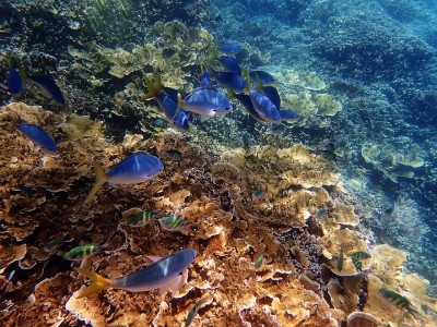Environmental groups warn over Australia's World Heritage areas