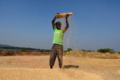Govt agencies procure 44,809 tonnes of paddy in Punjab, Haryana