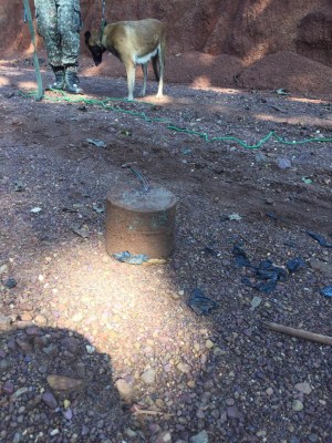 ITBP dog 'Sophia' foils IED blast in Chhattisgarh, saves lives