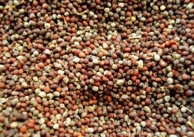 India to harvest record 144.52 MT of foodgrains in Kharif 2020-21