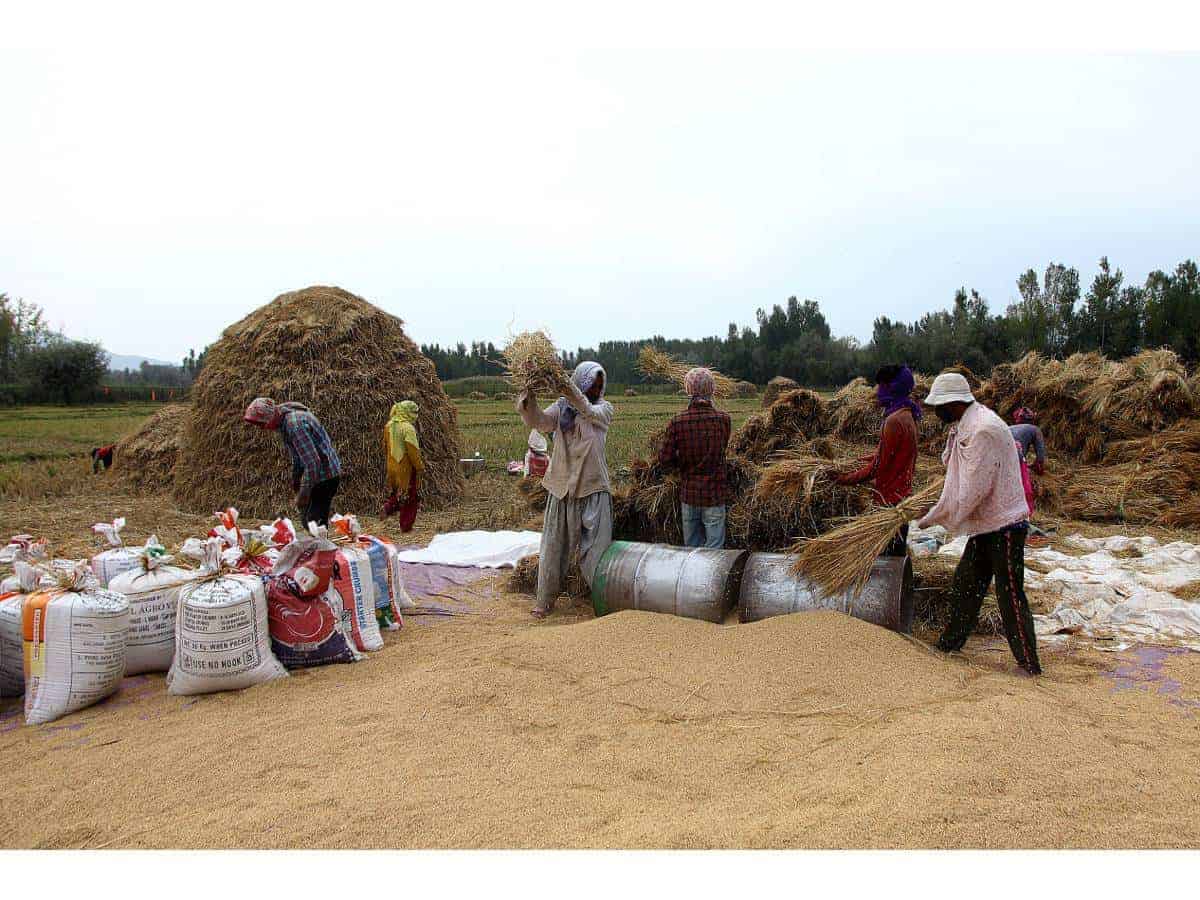 Paddy harvesting in full swing amidst corona in Kashmir