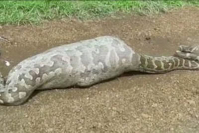 Python swallows blue bull calf in UP