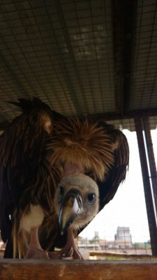 Vulture-killing drug still being sold in India: Researchers