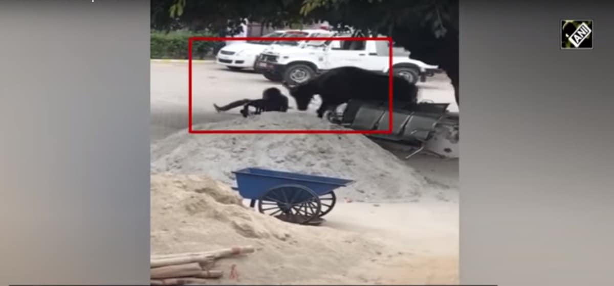 buffalo attacks cop