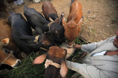 Cows prefer 'live' communication with humans: Study