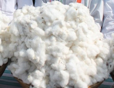 Excess moisture content hampering cotton procurement: CCI