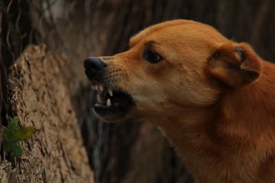 Five distinct dog types existed 11,000 years ago: Study