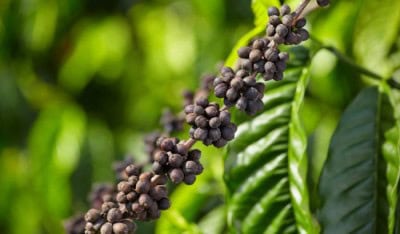 GI tag for 5 Indian coffee beans to boost exports