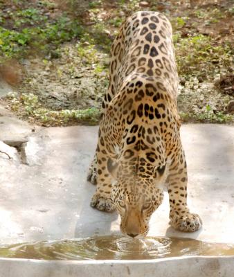 Hyderabad's Gland Pharma adopts 27 zoo animals at Rs 20 lakh