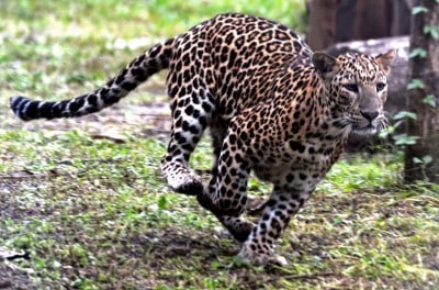 Leopard spotted in NTPC premises in Greater Noida, searches on