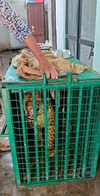 Leopard trapped on Hyderabad outskirts