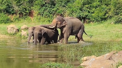 Limited business activity in elephant corridors a must: SC