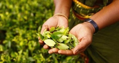 SL promotes Ceylon Tea with 'tea dyed' masks