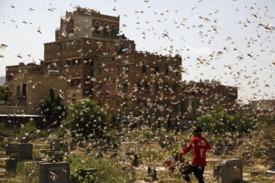 UN issues alert on new wave of desert locusts in Somalia