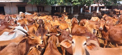 UP to geotag nearly 5.2 crore cattle by March 2021