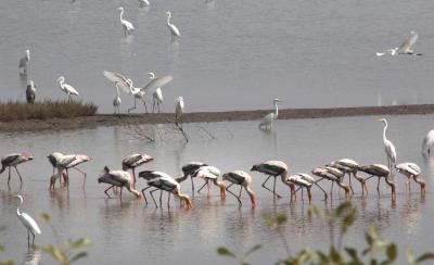 Winged visitors start flocking at Agra, choose new camp