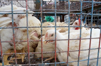 Avian flu detected in Japan