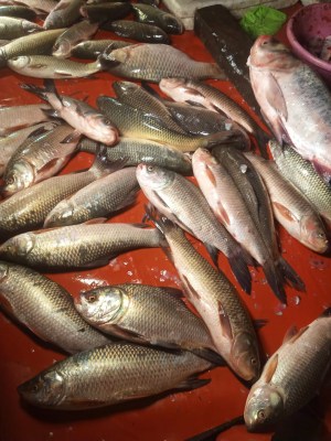 Chennai SHG wins laurel for converting fish waste to value added products