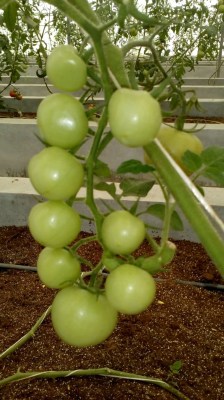 For Himachal farmers tomatoes are 'apple of their eyes'
