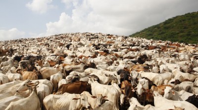 HP collected Rs 8 cr as cow cess, rehabilitated 15,177 cattle