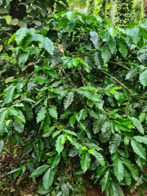 Karnataka coffee planters reel under Covid, heavy rains