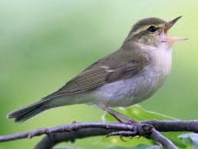 Rare bird spotted in UP's Gorakhpur