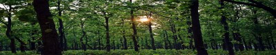 Want to ensure forests are not destroyed due to mining: CJI