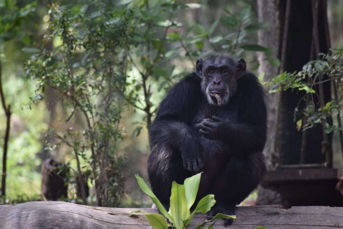 Suzi, the only chimpanzee in Hyderabad zoo, dies at 35