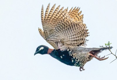 Hunting & habitat loss further reducing the elusive black francolin
