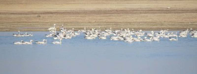 Over 400 migratory birds die mysteriously in Pong wetlands