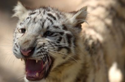 Red alert in Raj after tiger spotted with wire snare around neck