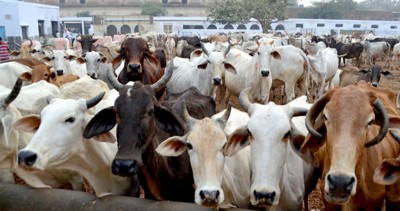 Toll plaza staff adopts new born calf in UP