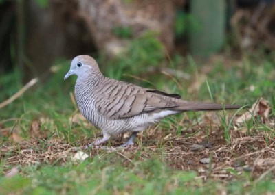 Alien birds threaten Himalayan biodiversity: Researchers