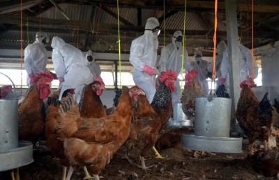 Bird flu scare grips Bihar