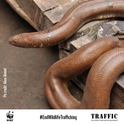 Campaign to protect the rare Red Sand Boa