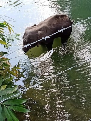 Captive elephant deaths in Kerala halve in past 2 years