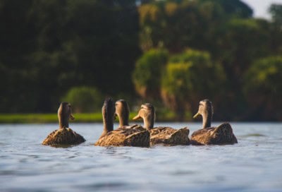 Duck farmers of Alappuzha, Kottayam face crisis over bird flu