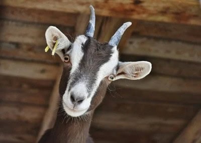 Father, son shot dead in Agra over a goat