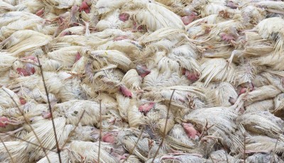 Ghazipur traders concerned over bird flu, fear losing revenue