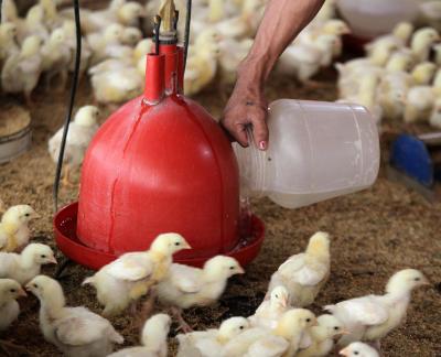 Gurugram: Rapid response team to keep track on death of birds