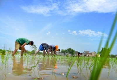 India rises to the occasion as global rice stock runs short
