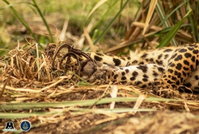 Leopard ensnared in deadly 'jaw-trap' saved in Maharashtra