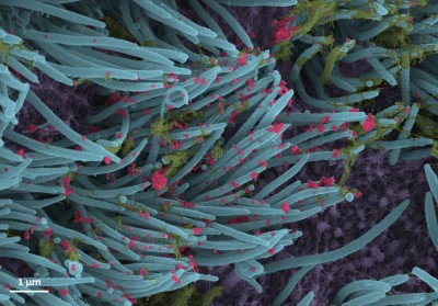 Novel method may help detect Covid antibodies in seconds