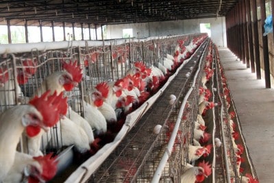 Properly cooked poultry meat, eggs safe to eat: FSSAI