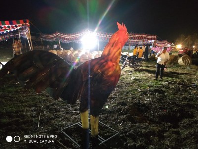 Sankranti cockfights go unabated despite curbs in Andhra