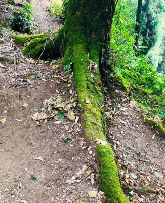 Shoojit Sircar shares why hugging a tree is important