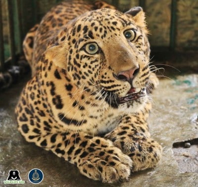 UP to have 5 leopard rescue centres