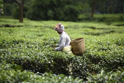 Ahead of polls, BJP hikes daily wages of tea garden workers in Assam